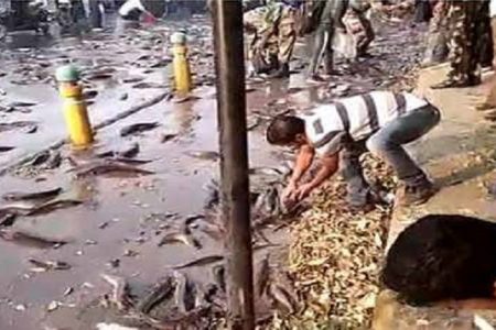कानपुरः सड़क पर मछलियां, लोगों में मच गई लूट