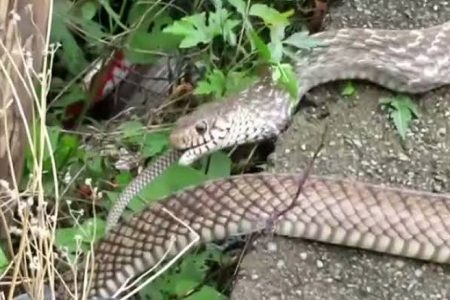 लखनऊ के इस गर्ल्स इंटर कॉलेज में सांपों का आतंक