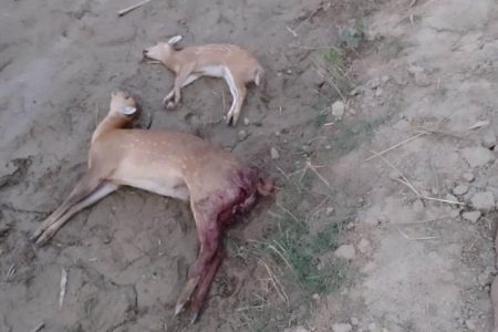 जंगल से भटक कर गांव पहुंचे दो हिरण, कुत्तों के झुंड ने कर दी ऐसी हालत कि….