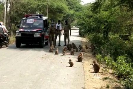 यहां पुलिस की गाड़ी का हॉन सुनते दौड़ पड़ते है बंदर, जाने वजह..