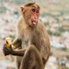 monkey