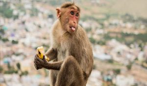 monkey