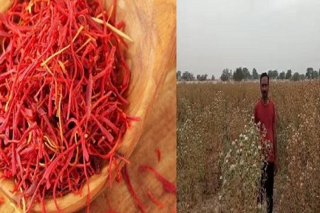 बुंदेलखंड की सूखी जमीन पर उगाया 35 लाख का केसर