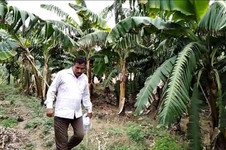 डिग्री बीकाॅम की, करियर बनी किसानी, इस तरह दो गुना मुनाफा कमा रहा युवा