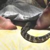 snake