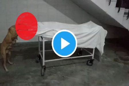 राेंगटे खड़े करने वाला Video वायरल, सरकारी अस्पताल में बच्ची के शव को नोंच-नोंचकर खाता दिखा कुत्ता