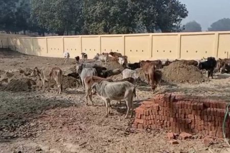 प्रतापगढ़ः कब्रगाह में तब्दील हो रही बेजुबानों की गौशालाएं