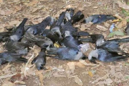 कोरोना के बीच नए संकट ने दी दस्तक, अलर्ट जारी
