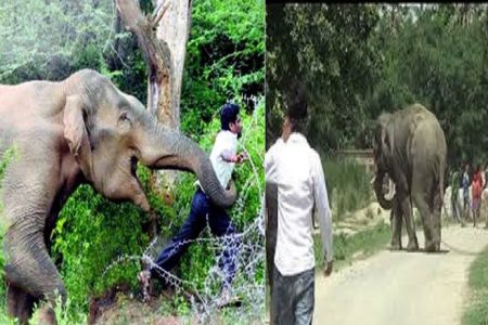 पागल हाथी ने जिले में मचाई तबाही, दो लोगों को कुचलकर मार डाला