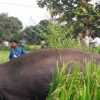 हाथी
