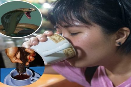 इस जगह शौक से सांपों का खून पीते हैं लोग, वजह जानकर उड़ जाएंगे होश
