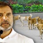 Delhi Stray Dogs rahul gandhi