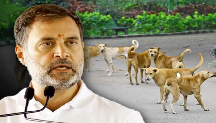 Delhi Stray Dogs rahul gandhi