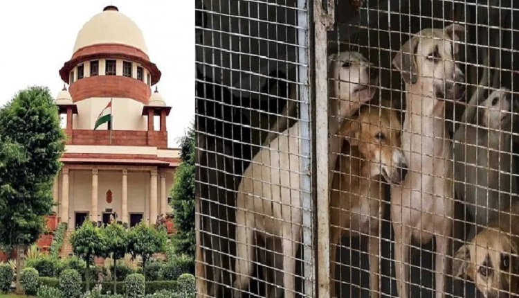 Supreme Court-Stray Dog