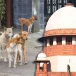 stray dogs
