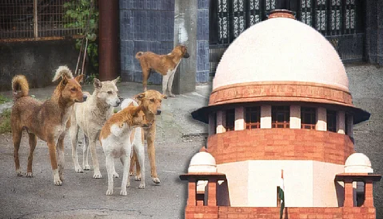 stray dogs