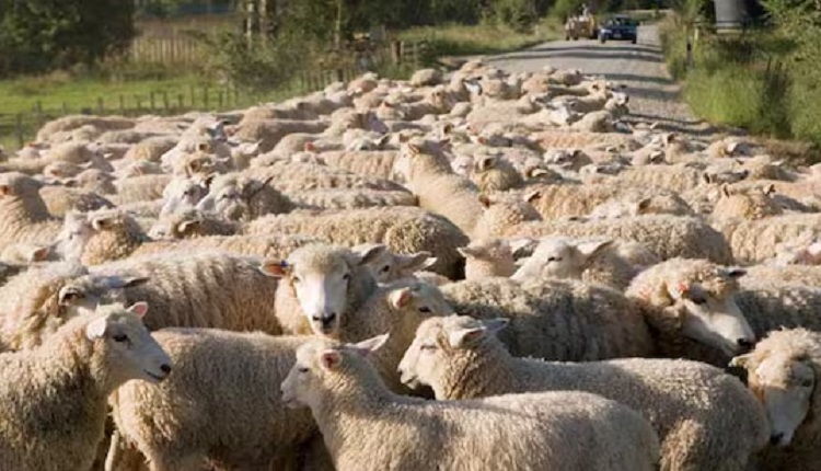 Lucknow Sheep Mass Death